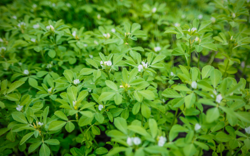 Fenegriek plant 